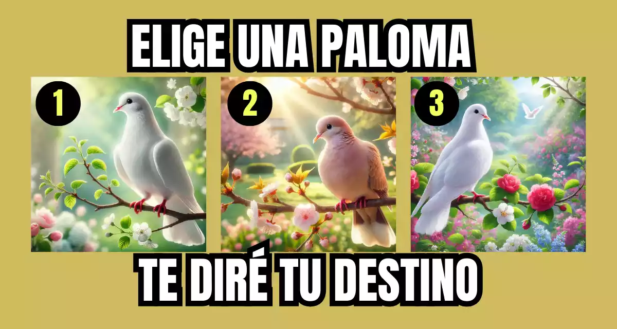 3 PALOMAS